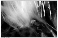 Into the Light