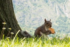Koekje erbij?