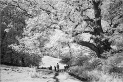 English Path